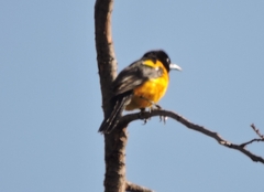 Icterus wagleri