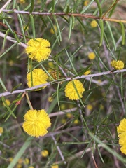 Acacia brownii