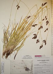 Carex atratiformis