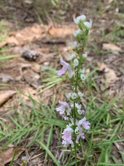 Dicerandra odoratissima