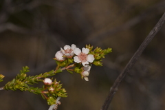 Myrtaceae