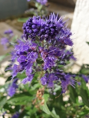 Caryopteris