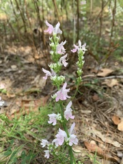 Dicerandra odoratissima