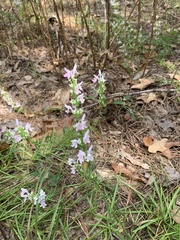 Dicerandra odoratissima