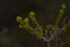 Myrtaceae