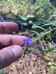 Lobelia puberula