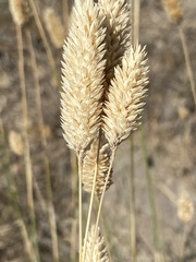 Phalaris aquatica