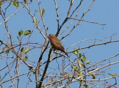 Lagonosticta rhodopareia