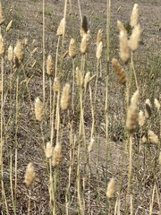 Phalaris aquatica