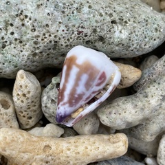 Conus sponsalis