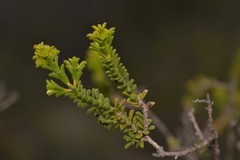 Myrtaceae