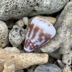 Conus sponsalis