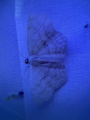 Scopula limboundata
