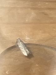 Scrobipalpa ocellatella