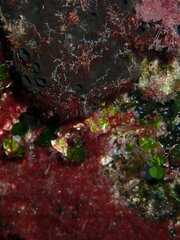Irciniidae