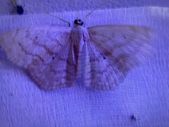 Scopula limboundata
