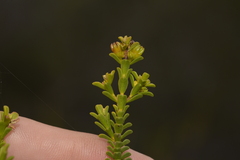 Myrtaceae