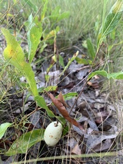 Geobalanus oblongifolius