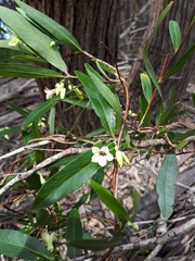 Billardiera versicolor