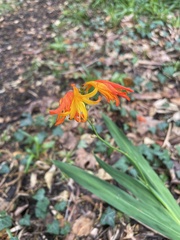 Crocosmia