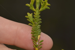 Myrtaceae