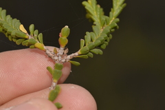 Myrtaceae