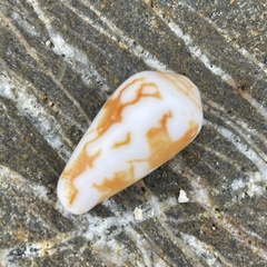 Conus striatus