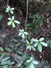Akebia