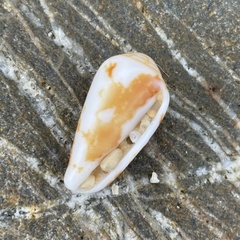 Conus striatus