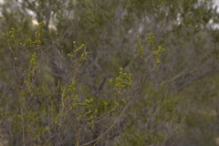 Myrtaceae