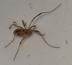 Paroligolophus agrestis