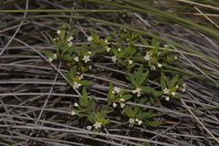 Monotaxis bracteata