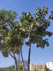 Ficus carica