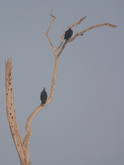 Cathartes burrovianus