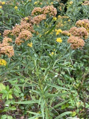 Euthamia graminifolia