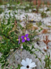 Heliophila digitata