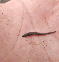 Stratiomyini