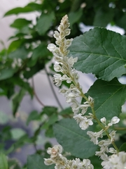 Fallopia baldschuanica