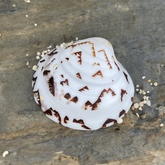 Lioconcha castrensis