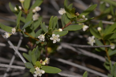 Monotaxis bracteata