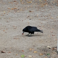 Corvus frugilegus