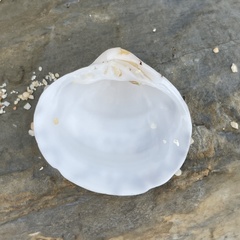 Lioconcha castrensis