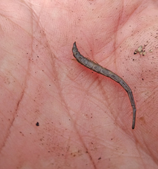 Stratiomyini