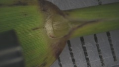 Phragmites australis americanus