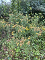 Euthamia graminifolia