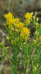 Galatella linosyris