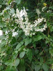 Fallopia baldschuanica