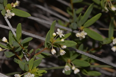 Monotaxis bracteata