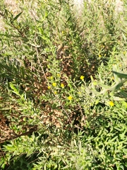 Dittrichia graveolens