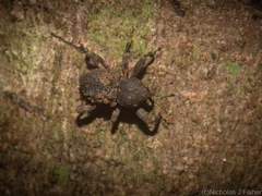 Methidrysis afflicta